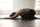 Balasana, ahora es un buen momento